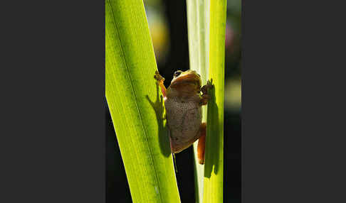 Laubfrosch (Hyla arborea)