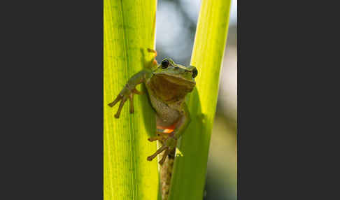 Laubfrosch (Hyla arborea)