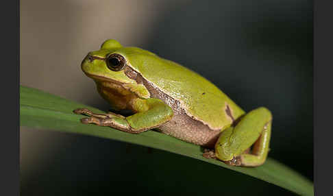 Laubfrosch (Hyla arborea)