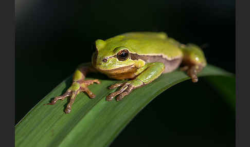 Laubfrosch (Hyla arborea)