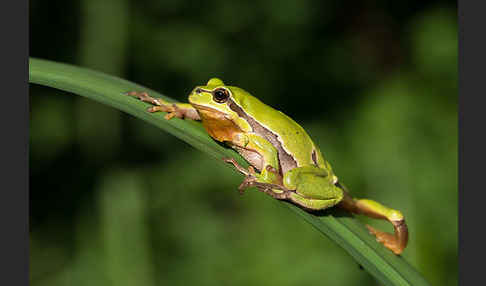 Laubfrosch (Hyla arborea)