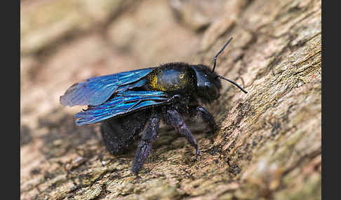 Große Holzbiene (Xylocopa violacea)