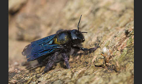 Große Holzbiene (Xylocopa violacea)