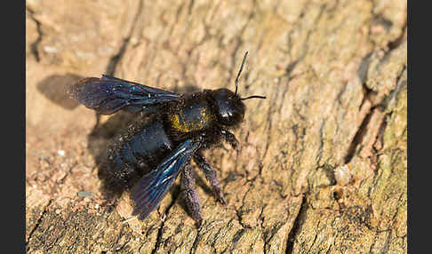 Große Holzbiene (Xylocopa violacea)