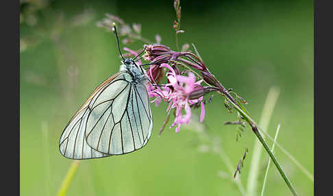 Baumweißling (Aporia crataegi)