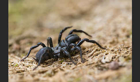 Gemeine Tapezierspinne (Atypus  affinis)