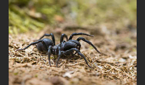 Gemeine Tapezierspinne (Atypus  affinis)