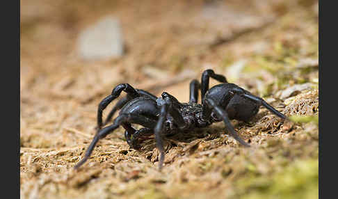 Gemeine Tapezierspinne (Atypus  affinis)