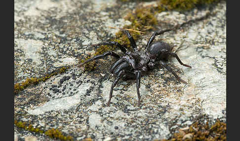 Gemeine Tapezierspinne (Atypus  affinis)