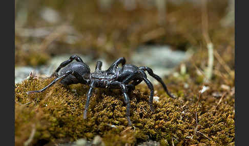 Gemeine Tapezierspinne (Atypus  affinis)