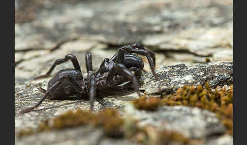 Gemeine Tapezierspinne (Atypus  affinis)