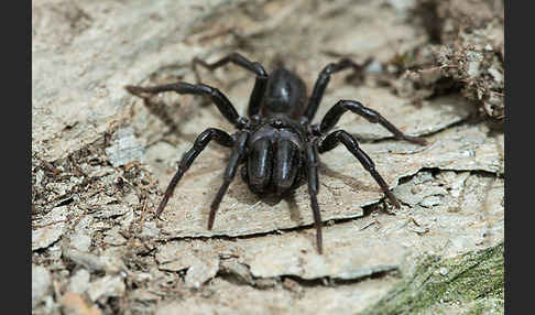 Gemeine Tapezierspinne (Atypus  affinis)