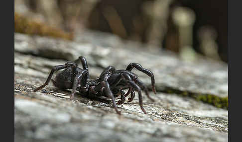 Gemeine Tapezierspinne (Atypus  affinis)