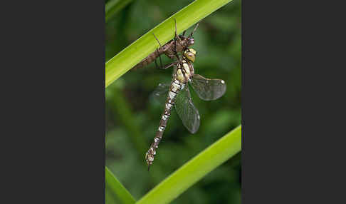 Blaugrüne Mosaikjungfer (Aeshna cyanea)