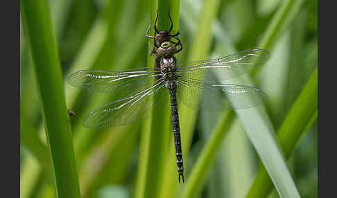 Blaugrüne Mosaikjungfer (Aeshna cyanea)