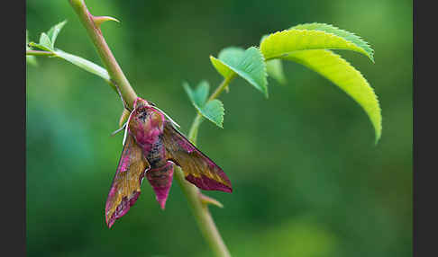 Kleiner Weinschwärmer (Deilephila porcellus)