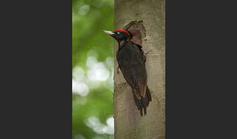 Schwarzspecht (Dryocopus martius)