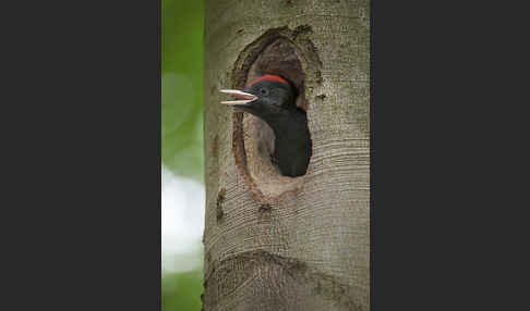 Schwarzspecht (Dryocopus martius)