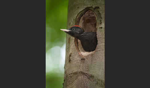 Schwarzspecht (Dryocopus martius)