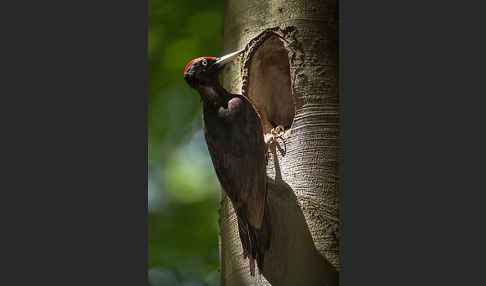 Schwarzspecht (Dryocopus martius)