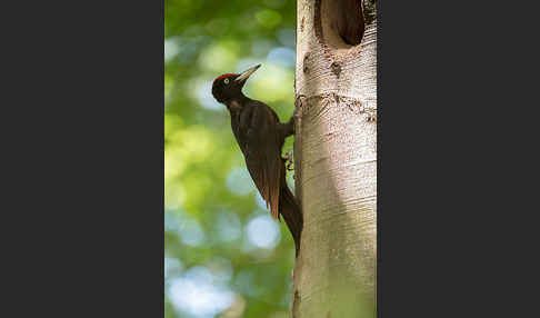 Schwarzspecht (Dryocopus martius)