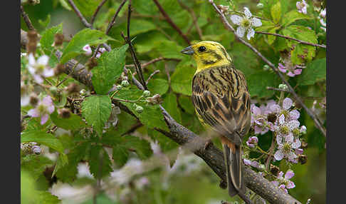 Goldammer (Emberiza citrinella)