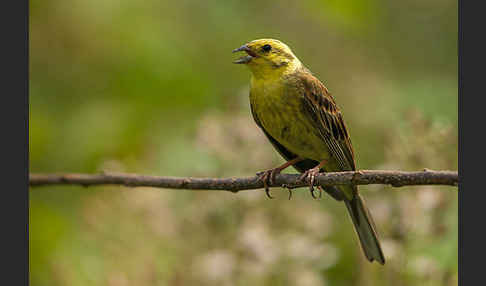 Goldammer (Emberiza citrinella)