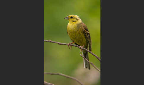 Goldammer (Emberiza citrinella)