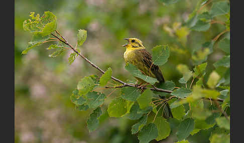 Goldammer (Emberiza citrinella)