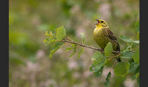 Goldammer (Emberiza citrinella)