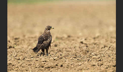 Schreiadler (Aquila pomarina)