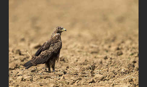 Schreiadler (Aquila pomarina)