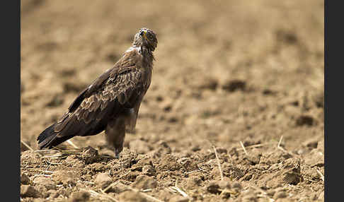 Schreiadler (Aquila pomarina)