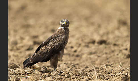 Schreiadler (Aquila pomarina)