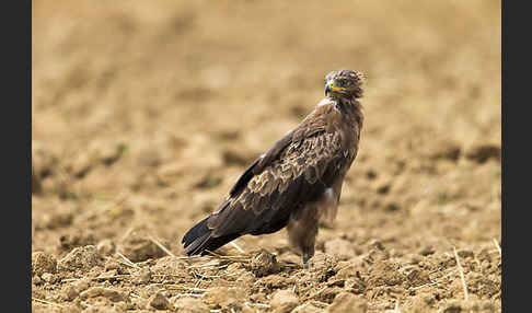 Schreiadler (Aquila pomarina)