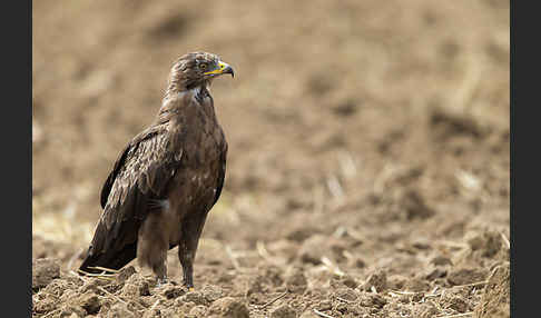 Schreiadler (Aquila pomarina)