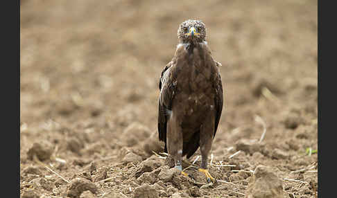 Schreiadler (Aquila pomarina)