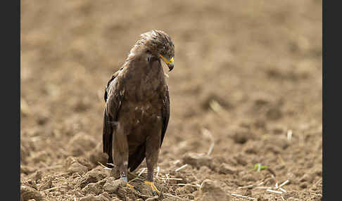 Schreiadler (Aquila pomarina)