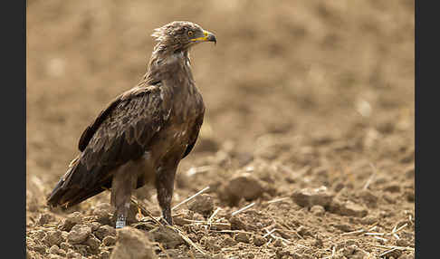 Schreiadler (Aquila pomarina)