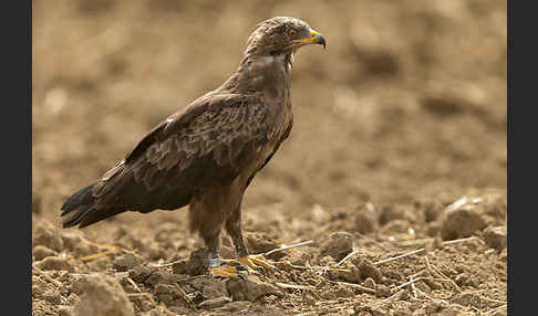 Schreiadler (Aquila pomarina)