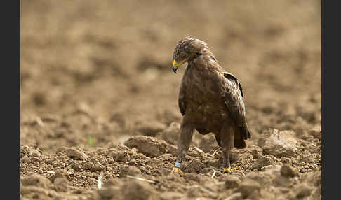 Schreiadler (Aquila pomarina)