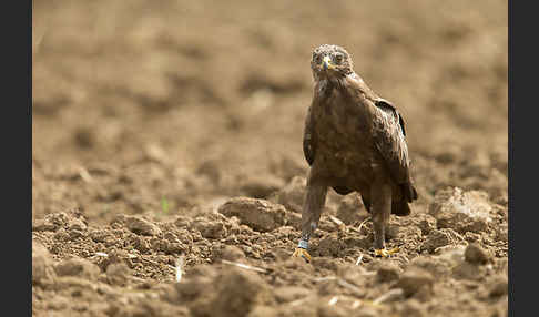 Schreiadler (Aquila pomarina)