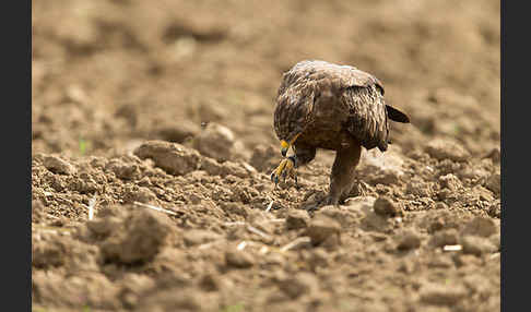 Schreiadler (Aquila pomarina)