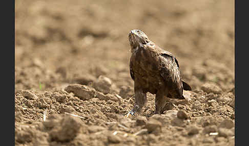 Schreiadler (Aquila pomarina)