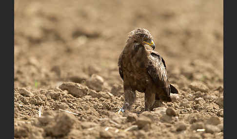 Schreiadler (Aquila pomarina)