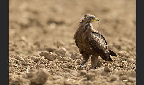 Schreiadler (Aquila pomarina)