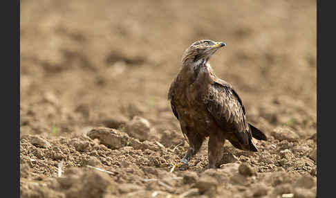 Schreiadler (Aquila pomarina)