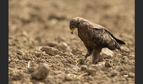 Schreiadler (Aquila pomarina)