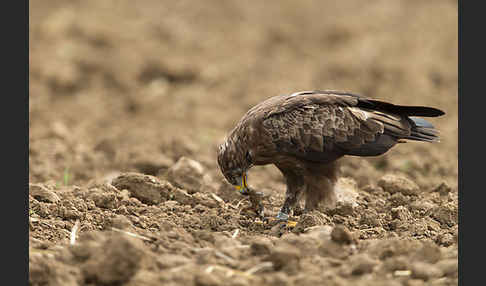 Schreiadler (Aquila pomarina)