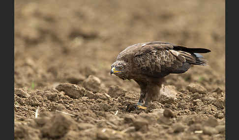 Schreiadler (Aquila pomarina)